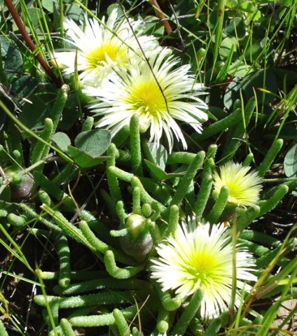 Mesembryanthemum tenuiflorum